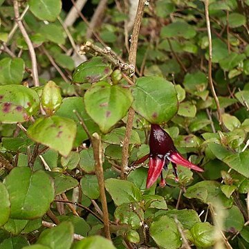 Fuchsia perscandens unspecified picture