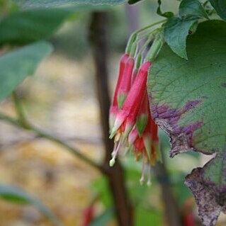 Fuchsia campii unspecified picture