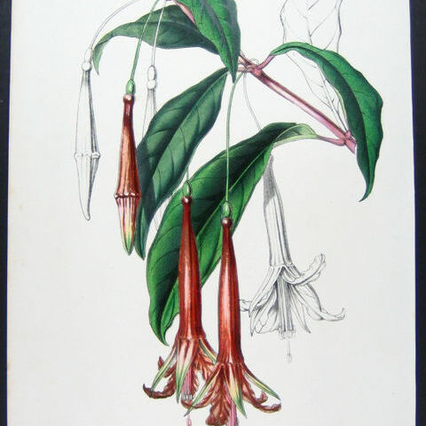 Fuchsia venusta unspecified picture