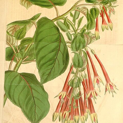 Fuchsia fulgens unspecified picture