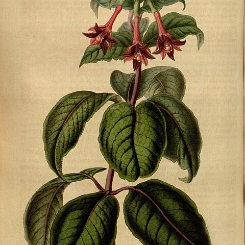 Fuchsia nigricans unspecified picture