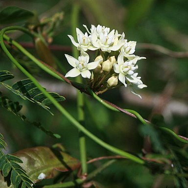 Funastrum glaucum unspecified picture