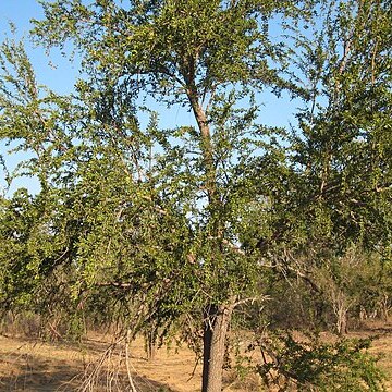 Excoecaria parvifolia unspecified picture