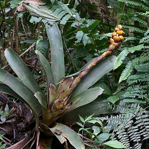 Guzmania teuscheri unspecified picture