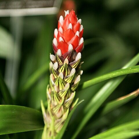 Guzmania monostachia unspecified picture