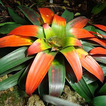 Guzmania sanguinea unspecified picture