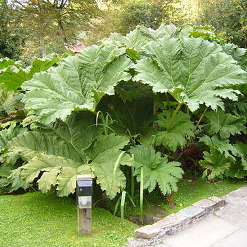 Gunnera manicata unspecified picture