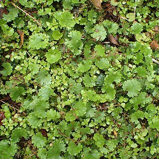 Gunnera monoica unspecified picture