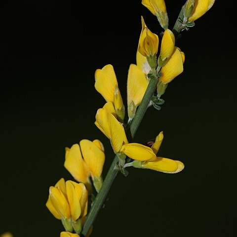 Genista polyanthos unspecified picture