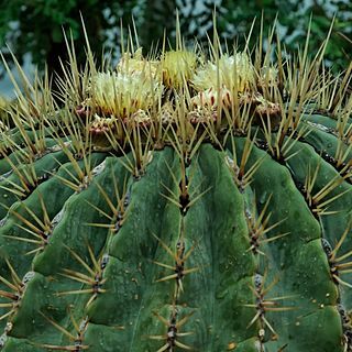 Ferocactus histrix unspecified picture