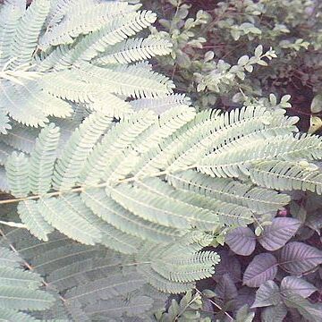 Desmanthus illinoensis unspecified picture