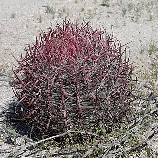 Ferocactus gracilis unspecified picture