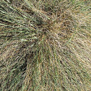 Festuca coxii unspecified picture