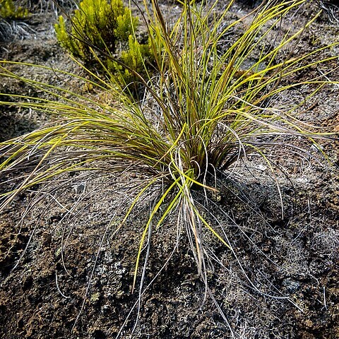 Festuca jubata unspecified picture