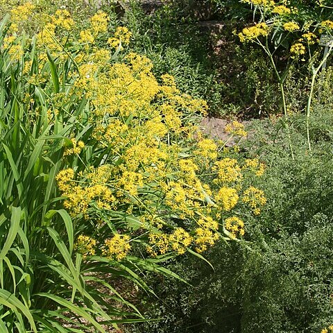 Ferula ovina unspecified picture