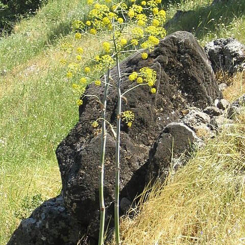 Ferula unspecified picture