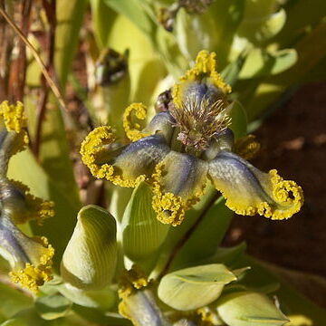 Ferraria uncinata unspecified picture