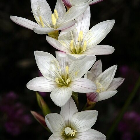 Geissorhiza imbricata subsp. imbricata unspecified picture