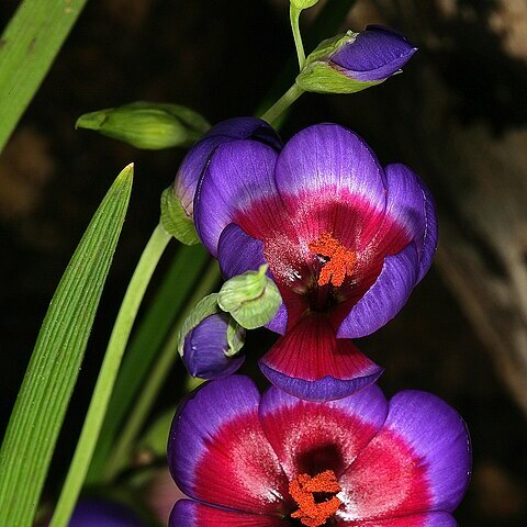 Geissorhiza mathewsii unspecified picture