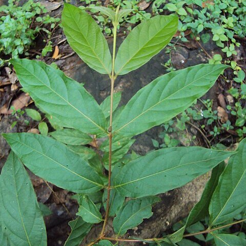 Getonia floribunda unspecified picture