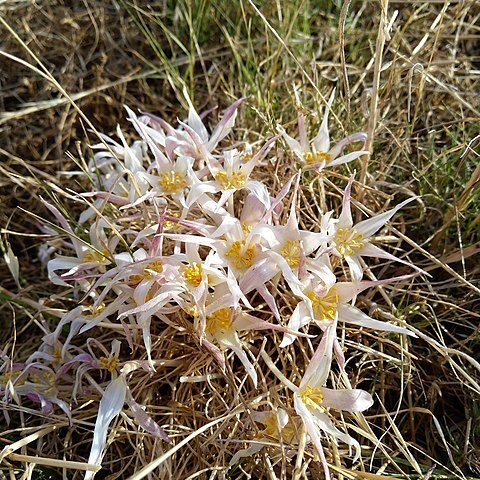 Gethyllis ciliaris unspecified picture