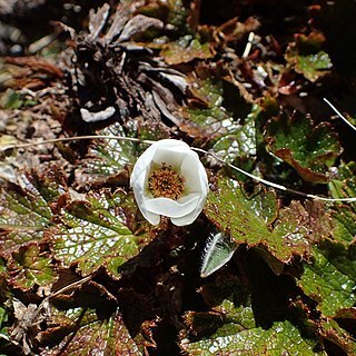 Geum uniflorum unspecified picture