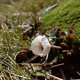 Geum uniflorum unspecified picture