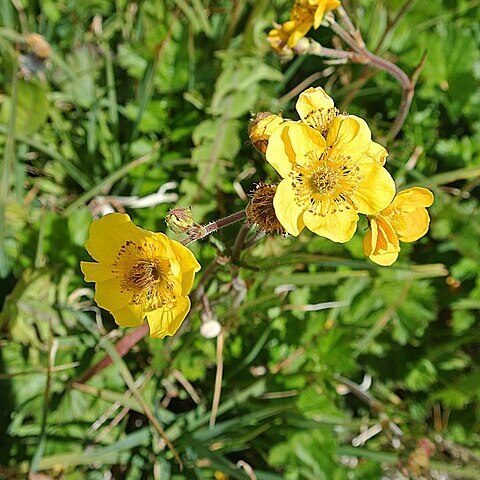 Geum magellanicum unspecified picture