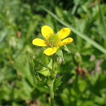 Geum rhodopeum unspecified picture