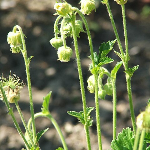 Geum bulgaricum unspecified picture