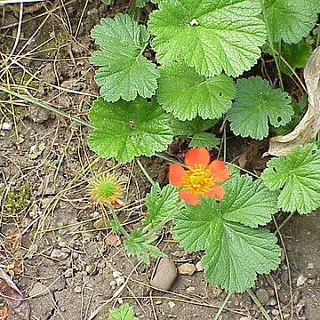 Geum unspecified picture