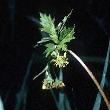 Geum vernum unspecified picture