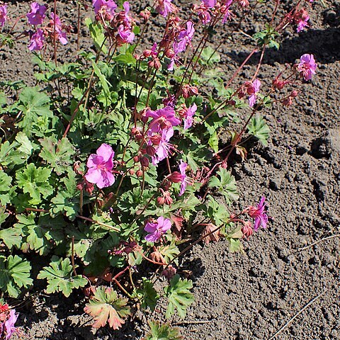 Geranium albanum unspecified picture