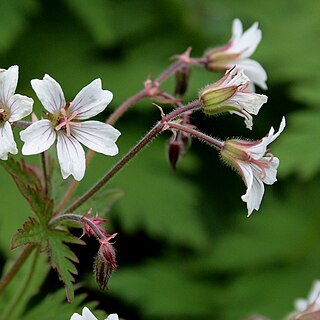 Geranium albiflorum unspecified picture