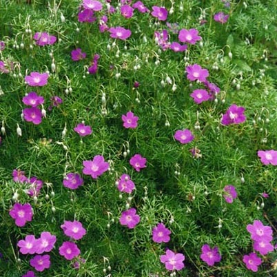 Geranium incanum unspecified picture