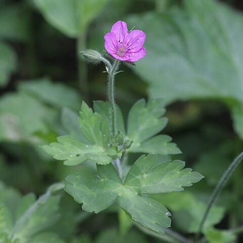 Geranium thunbergii unspecified picture