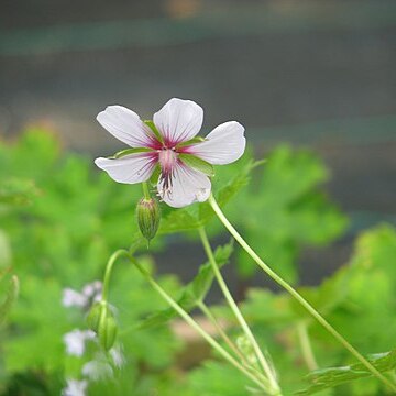 Geranium lambertii unspecified picture