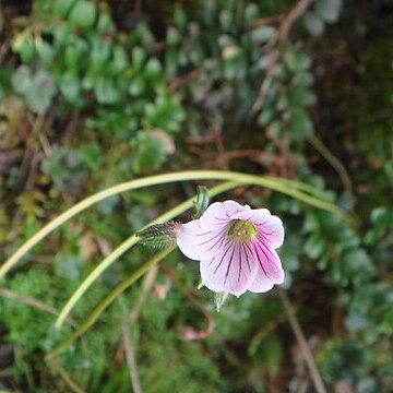 Geranium multiceps unspecified picture