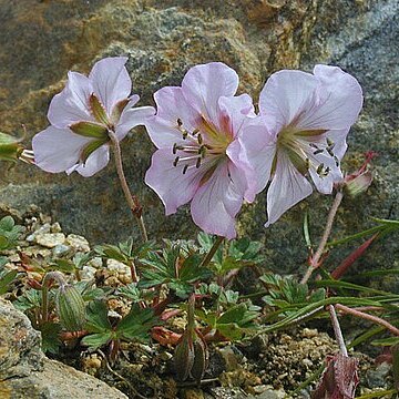 Geranium farreri unspecified picture