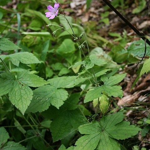 Geranium gracile unspecified picture