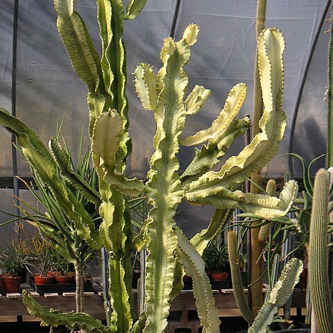 Euphorbia ammak unspecified picture