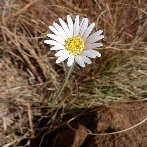 Gerbera viridifolia unspecified picture