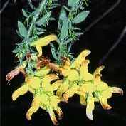 Genista aristata unspecified picture