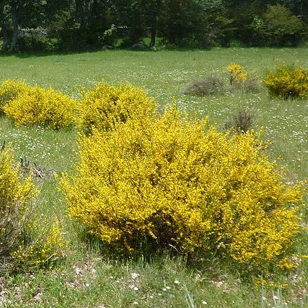 Genista hystrix unspecified picture