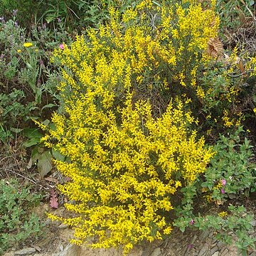 Genista tridens unspecified picture