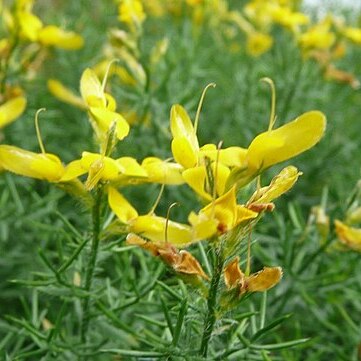 Genista sylvestris unspecified picture