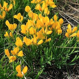 Genista sericea unspecified picture