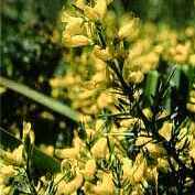 Genista cupanii unspecified picture