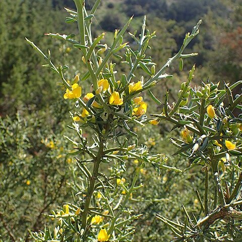 Genista fasselata unspecified picture