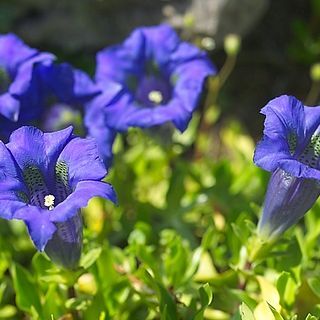 Gentiana unspecified picture